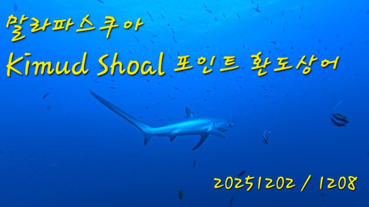 필리핀 말라파스쿠아 다이빙 Kimud Shoal 환도상어(20251202/1208)