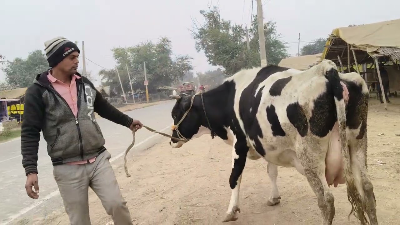 HF Cow 🐄 for sell in chausa pasu mandi buxar Bihar se viral videos S pandey 9155472296