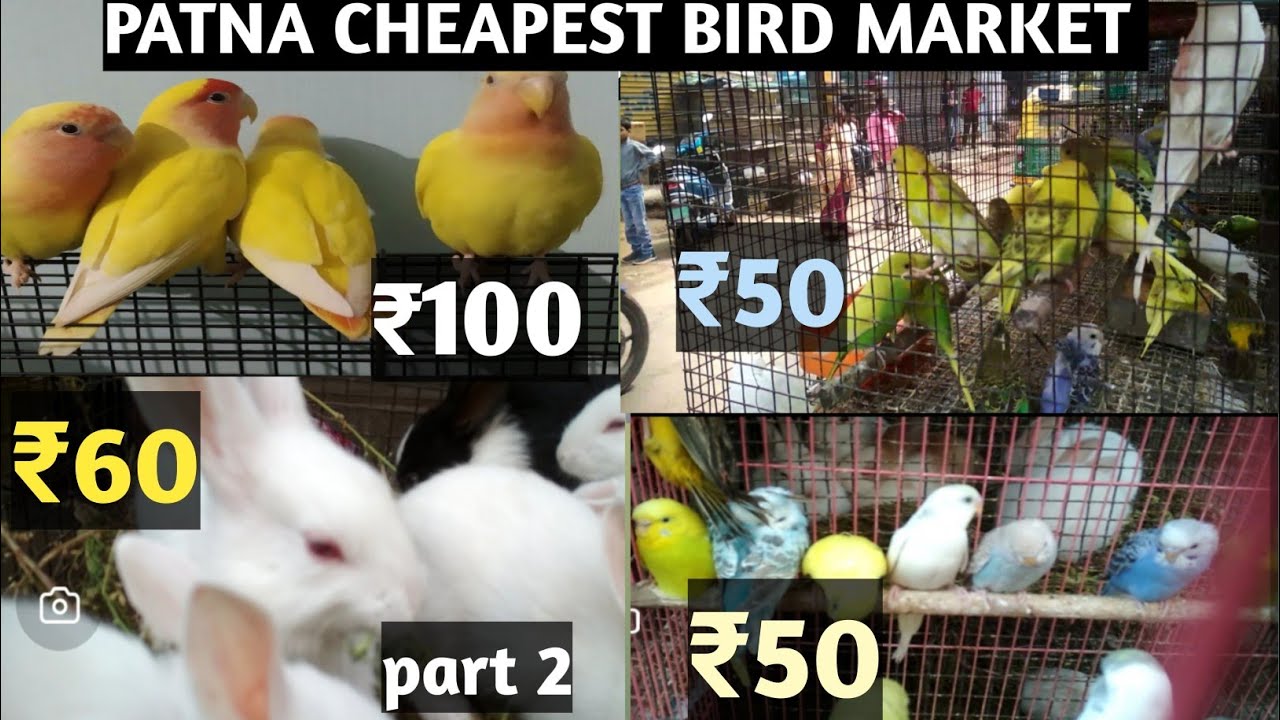 PATNA CHEAPEST BIRDS MARKET PART_ 2🐦🦃🦆||पटना चिड़िया बाजार||cheapest birds shop🐼galiff street/parrot