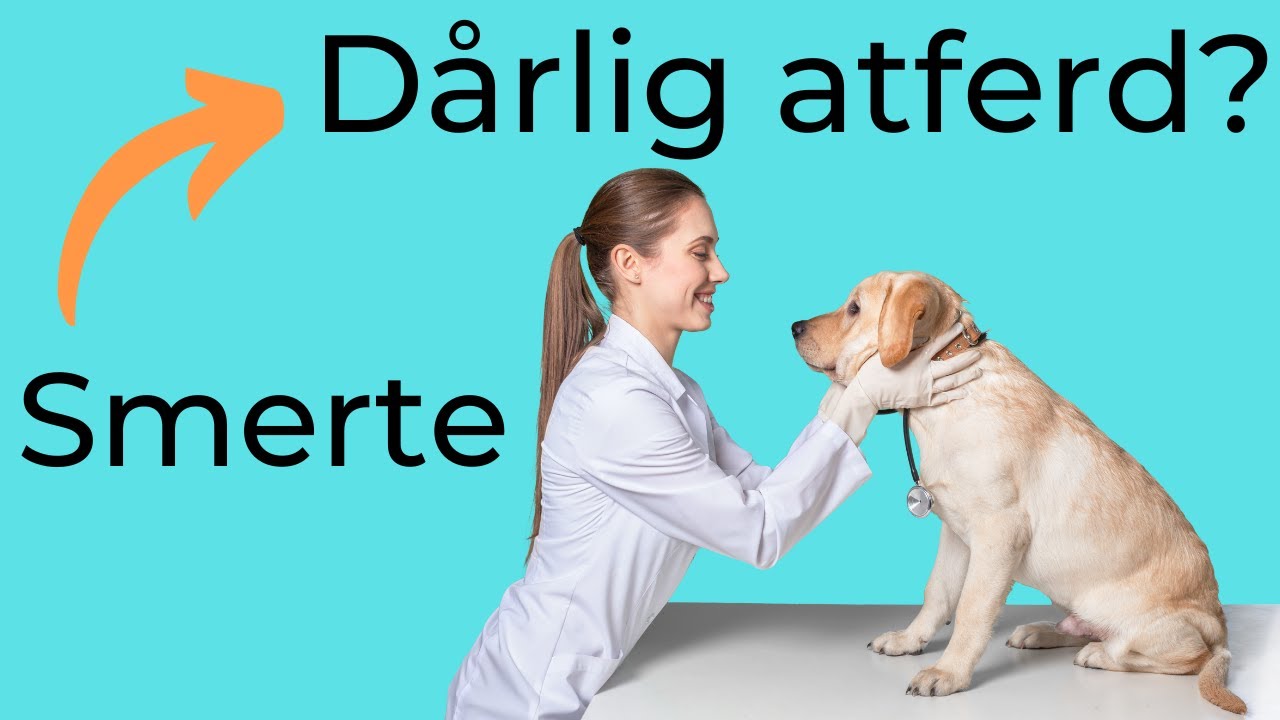 Foredrag: Dyrekiropraktor om smerte og forebygging