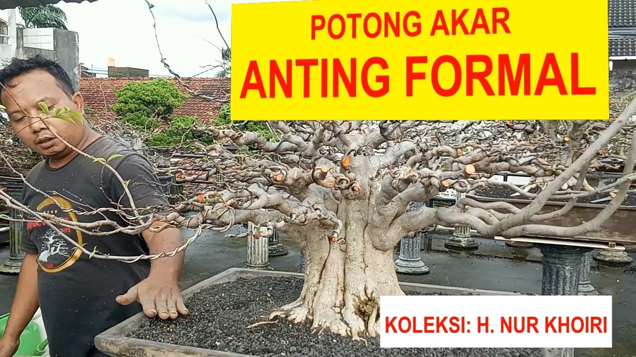 #88 MEDIA YANG TEPAT MEMPERCEPAT PROSES PERTUMBUHAN. ANTING PUTRI FORMAL. KOLEKSI: H. NUR KHOIRI