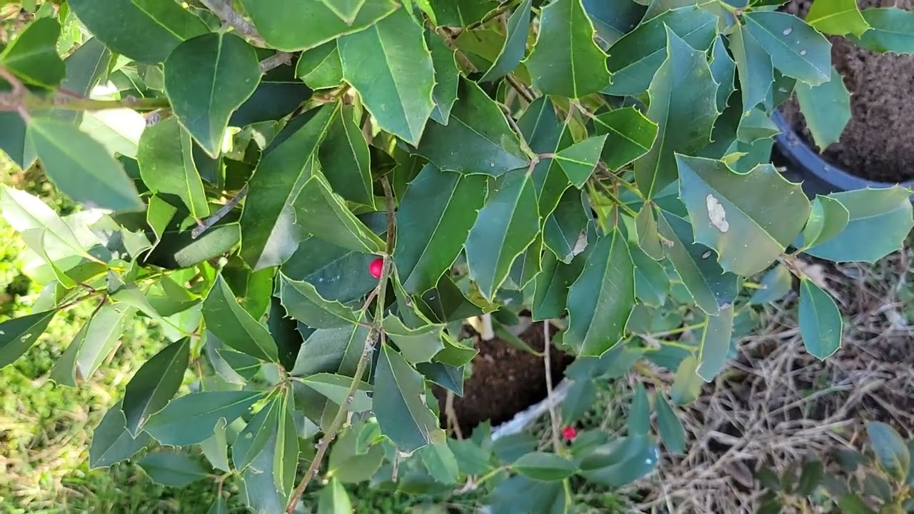 The leaves fell off my holly trees/bushes, but are they dead?