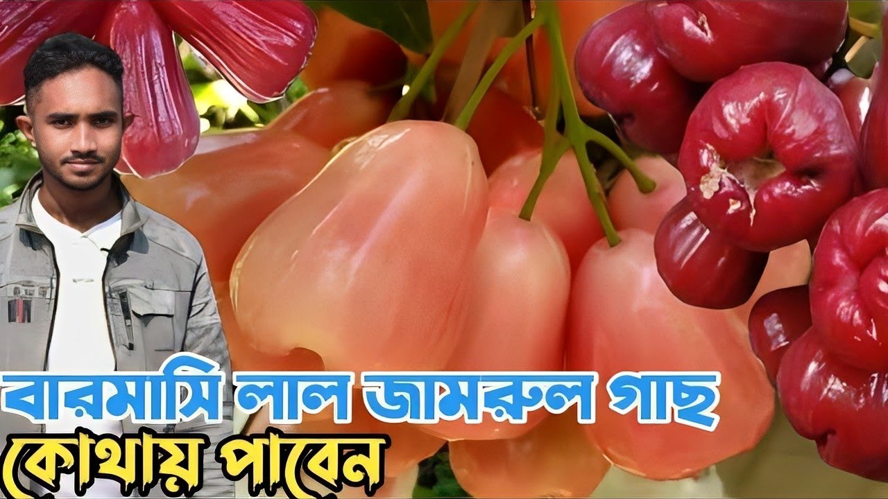 ভিয়েতনামি লাল জামরুল গাছ কিনুন রায়পুর এগ্রো নার্সারি থেকে সুলভ মূল্যে।