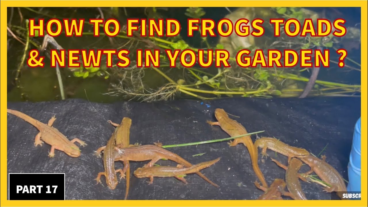 How To Find Frogs Toads & Newts & Help Save Them ? 