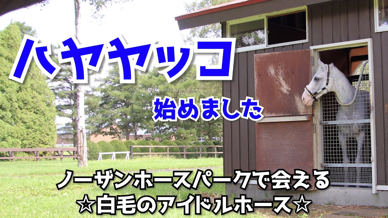 【ハヤヤッコ始めました】ノーザンホースパークで会える白毛アイドルホース