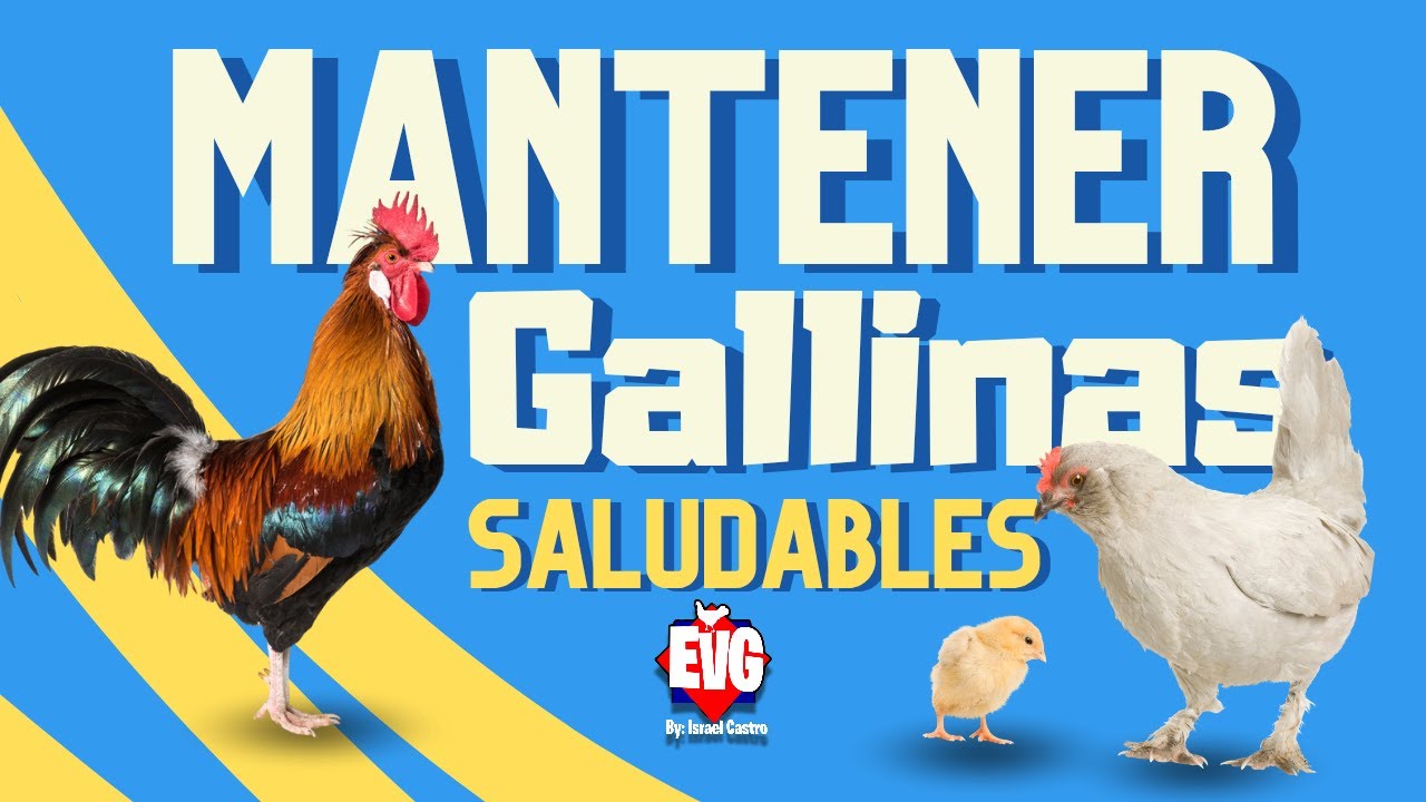 Como  MANTENER a tus GALLINAS SALUDABLES todo el A&Ntilde;O
