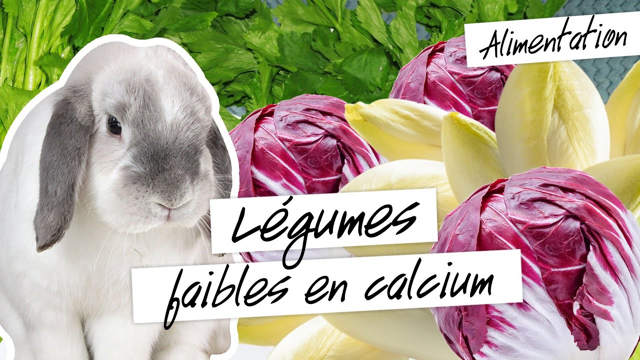 Les légumes à faible taux de calcium pour mon lapin
