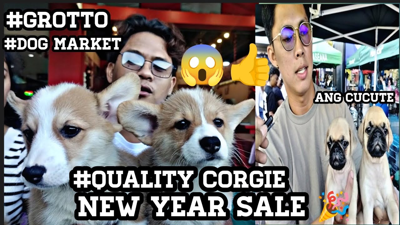 #Grotto#New Year Sale #Dog Market#Quality Corgie ni Boss mak #lutcho petshop#sobrang Cute na Pug😱👍❤️