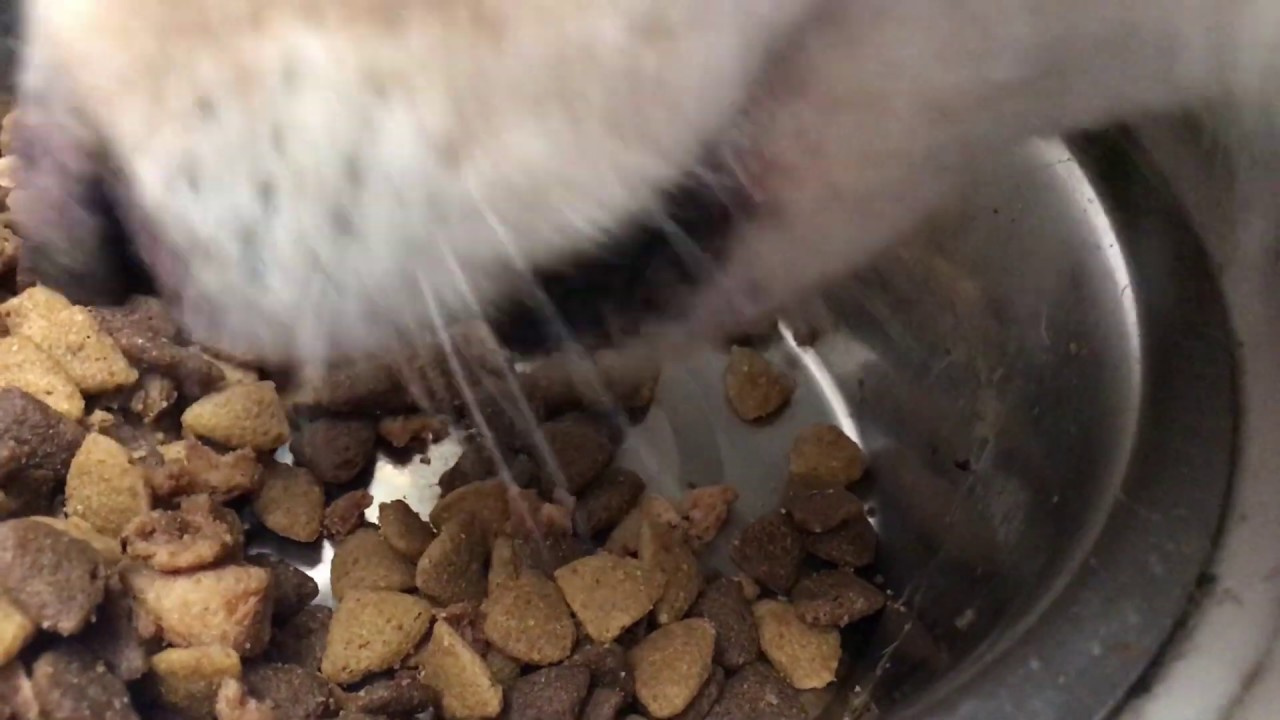 Dog eating and drinking water ASMR!! *Wooly Husky Edition**