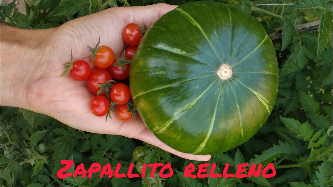 Receta de zapallito relleno.