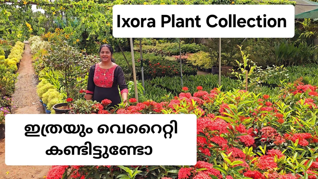 Ixora Plant Nursery/ചെത്തിയുടെ വൻശേഖരം/എന്നും പൂക്കൾ തരുന്ന ചെത്തിചെടി വാങ്ങാം