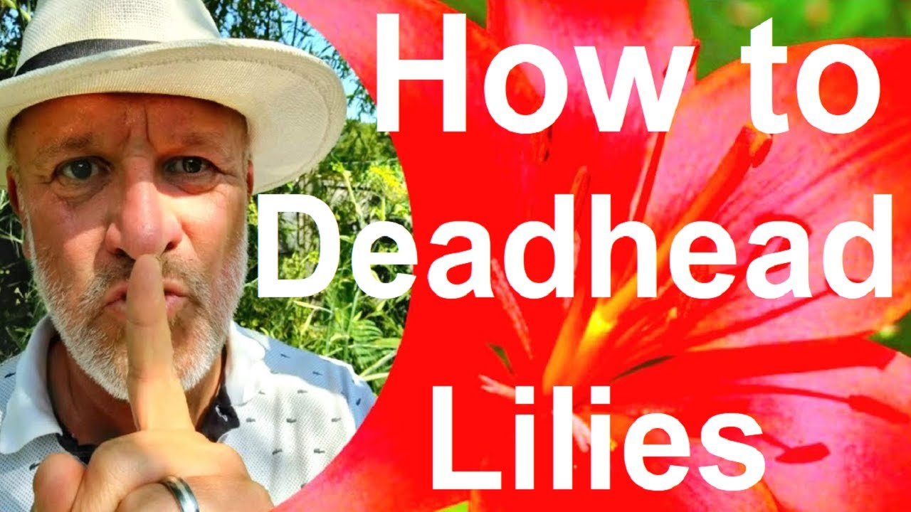 How to Deadhead Lilies