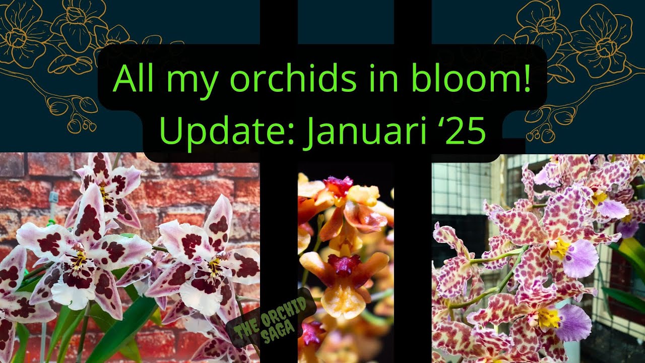 All my orchids in bloom in Januari 2025!