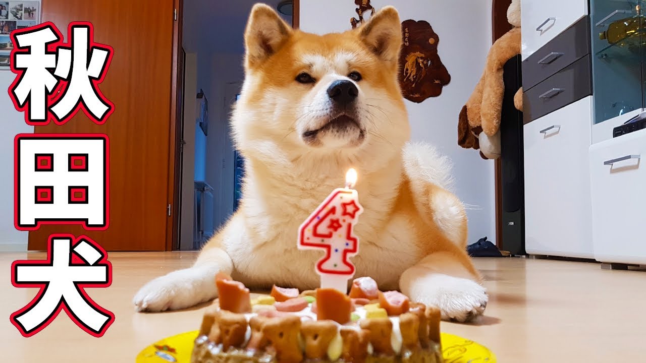 AKITA INU - 4 Years Of Loyalty | Celebrating My Dog's Birthday | 秋田犬