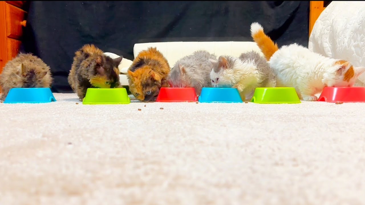 Six adorable blue eyed Selkirk rex and Lambkin kittens are eating 😻