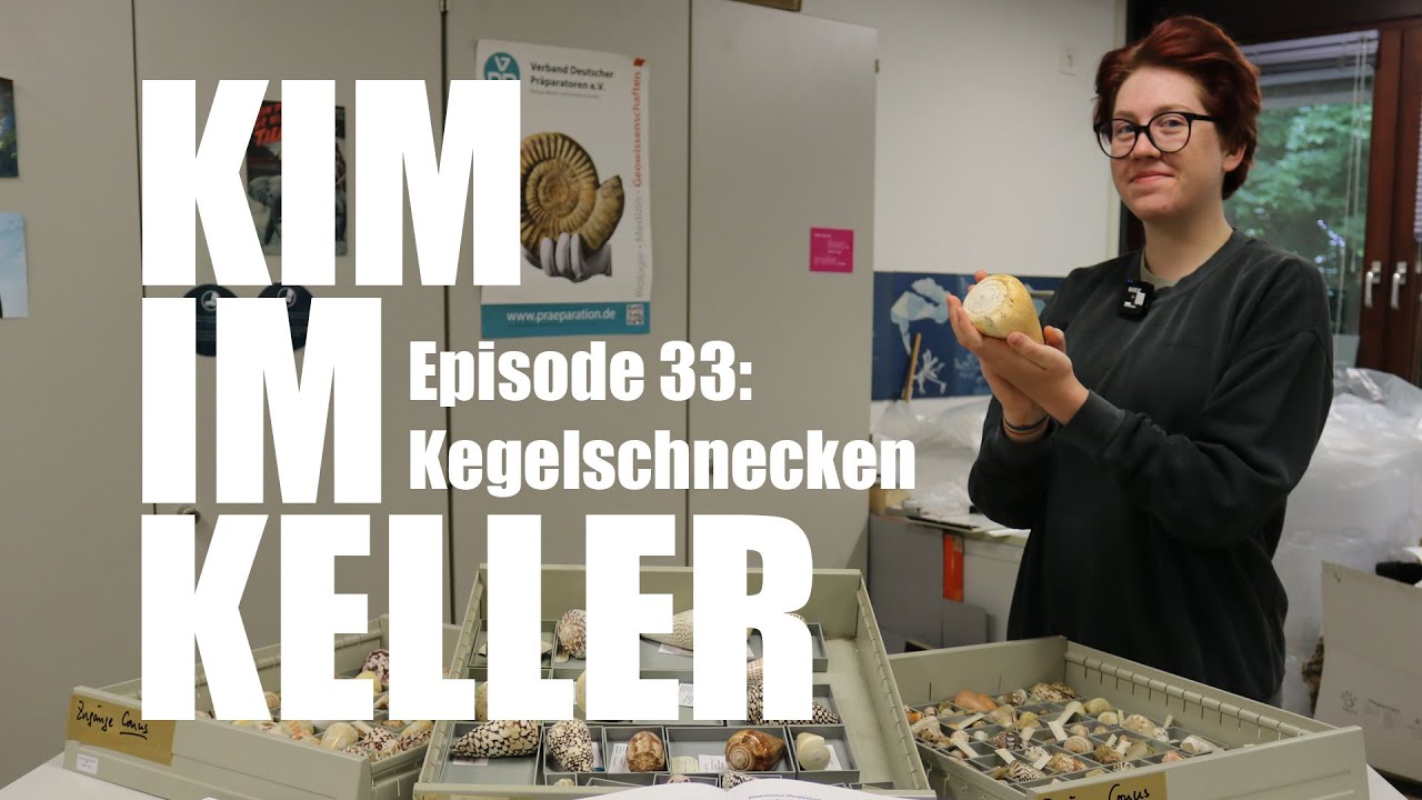 Kim im Keller - Episode 33: Kegelschnecken
