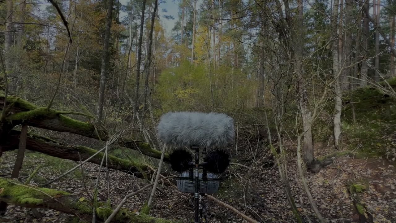 Field Recording ORTF Mic Comparison: Sennheiser MKH 8040 vs SE Electronics SE8 vs Line Audio CM3