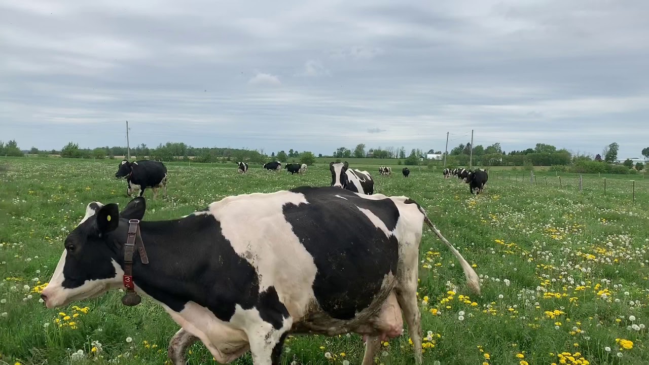 Pastures and Robots