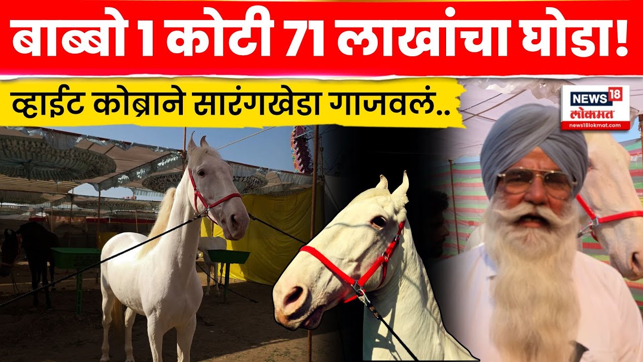 Sarangkheda News | 1 कोटी 71 लाखांचा घोडा! व्हाईट कोब्राने सारंगखेडा गाजवलं | N18V