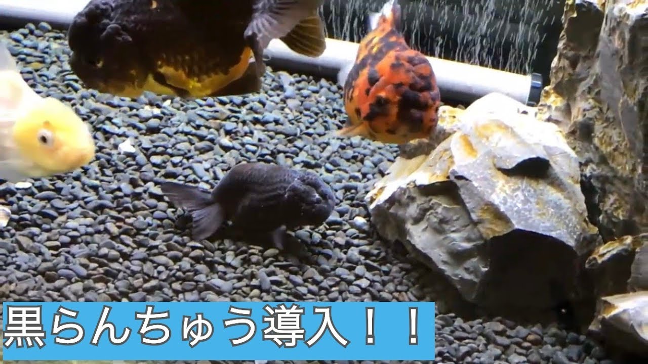真っ黒らんちゅう！ 〜金魚お迎え動画〜