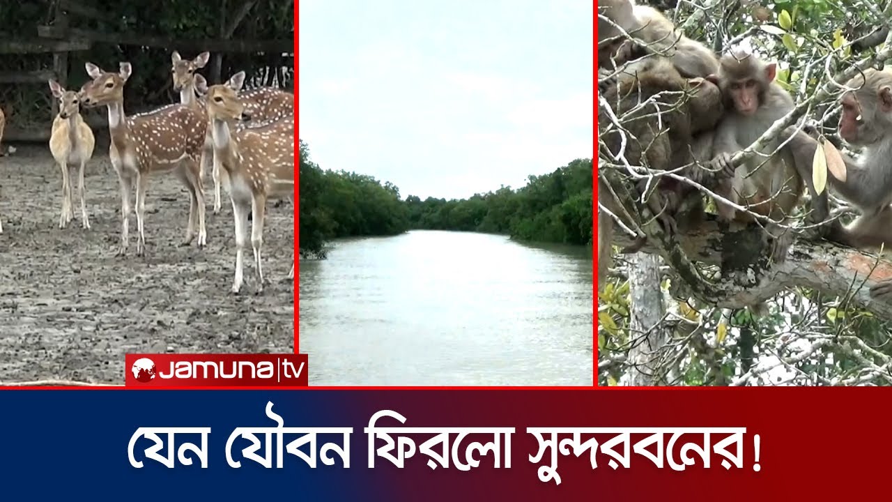 Sundarbans takes on a new look after three months of ban | Sunderban Liveliness | Jamuna TV