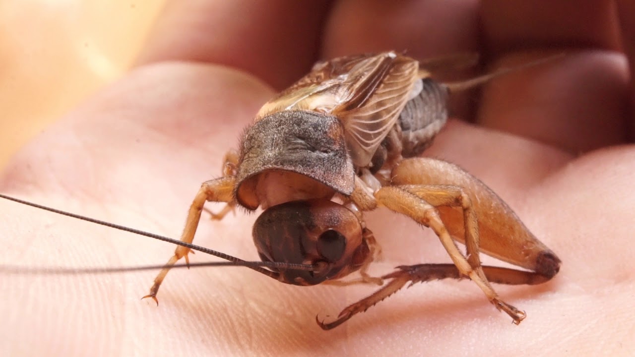 Handling a Gryllus assimilis