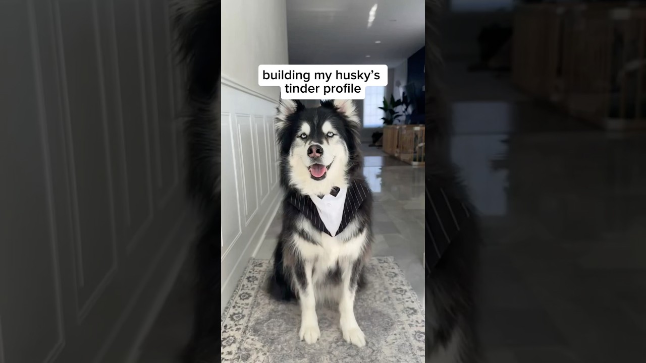 building my husky&rsquo;s dating profile&hellip;what&rsquo;d i miss? #husky #dogs