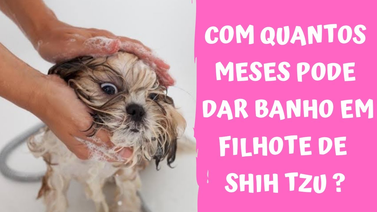COM QUANTOS MESES PODE DAR BANHO EM FILHOTE DE SHIH TZU? | PODE DAR BANHO EM FILHOTE?