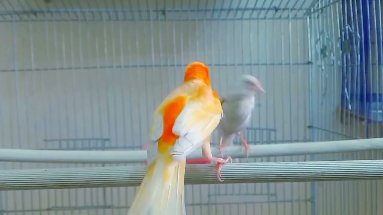 اقوى تغريد كناري لتهييج الذكر