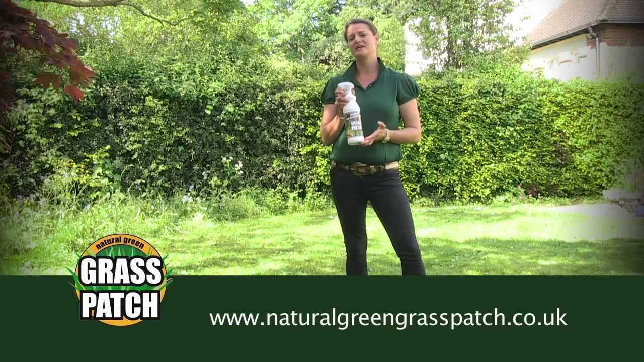 Turn the brown patches caused by dog urine spots on your lawn instantly green
