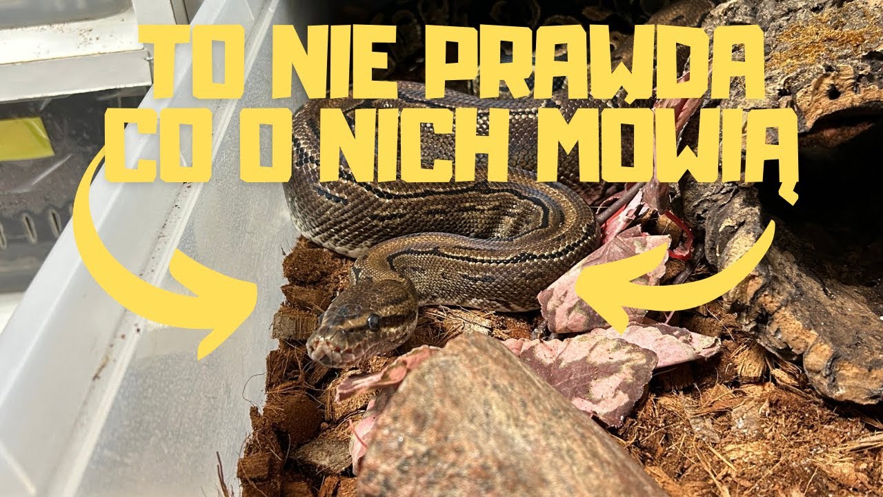 ‼️REGIUS INNY NIŻ GO MALUJĄ‼️