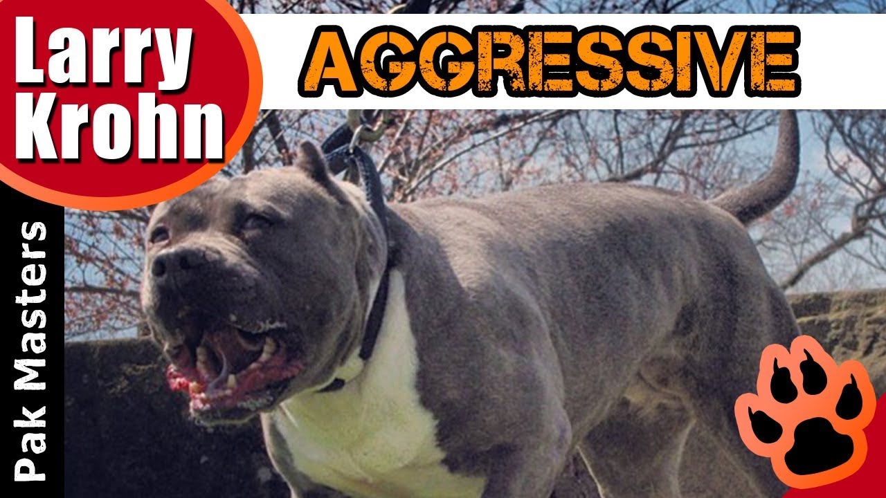 Human Aggressive Pit Bull Mix Rehabilitation / Clicker and E Collar Training