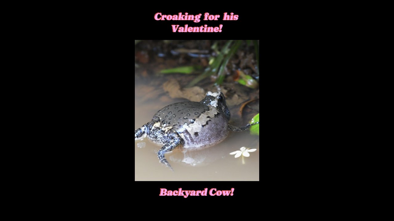 Asian Painted Frog
