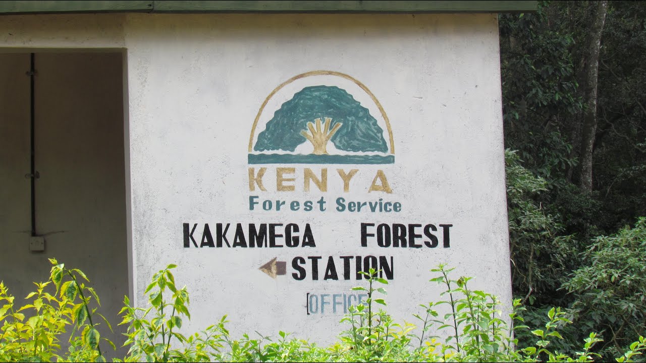 Kakamega Forest Birding