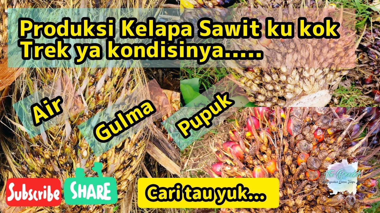 Penyebab Ladang Kelapa Sawit Mengalami Trek.