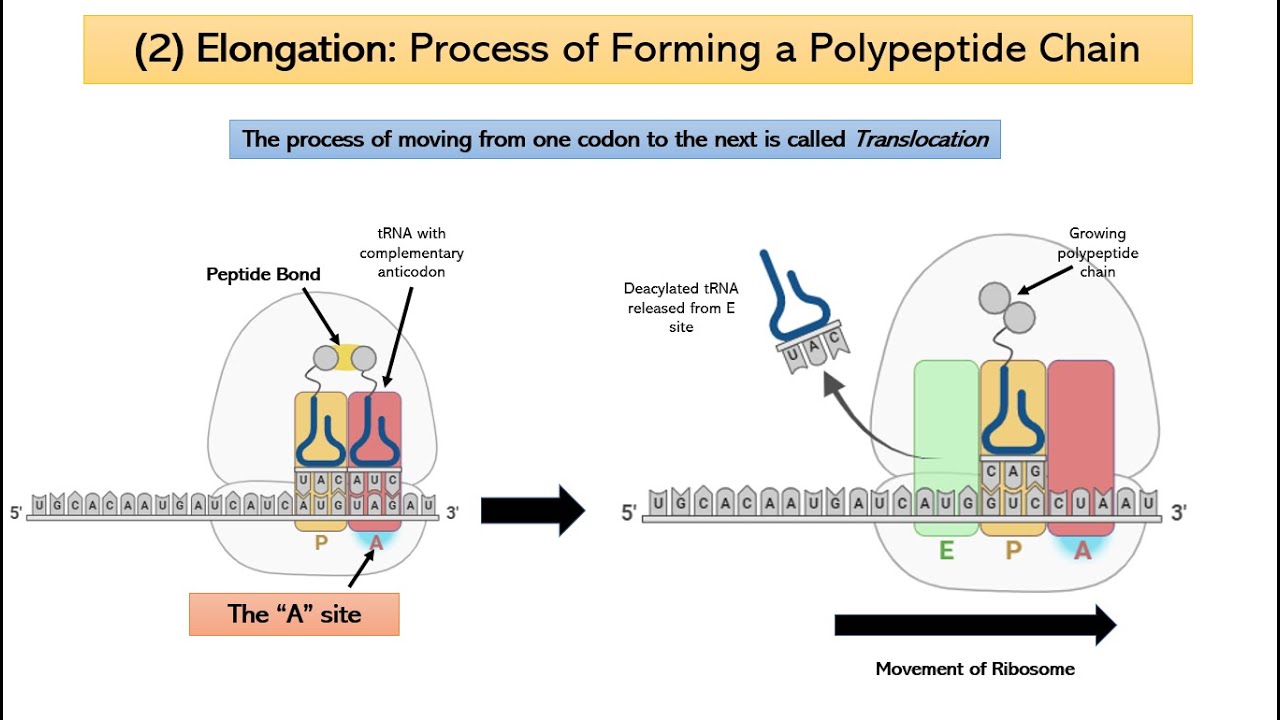 RNA Translation And Protein Synthesis (All You Need To Know!!)
