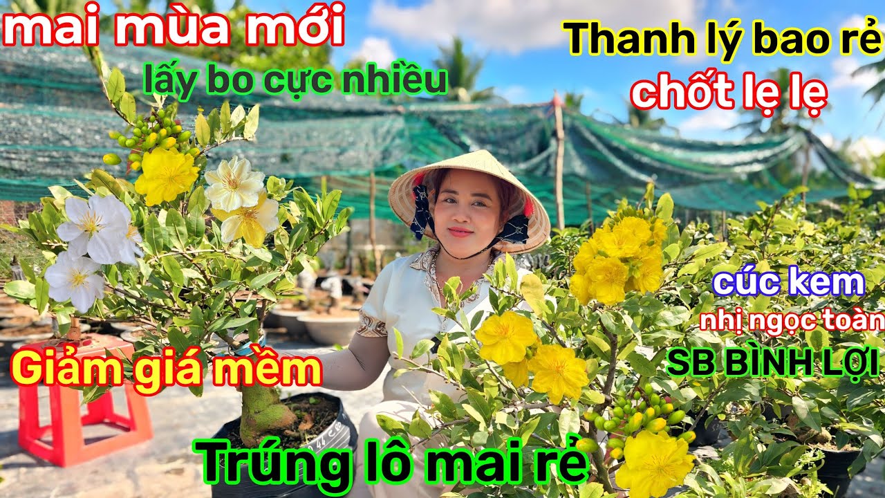 🌲2/3☎️Vườn mai Cô ĐIỆP☎️mai đôn mùa mới🌲xả quá rẻ🌲quá trời bo🌲nghiên cứu gấp 