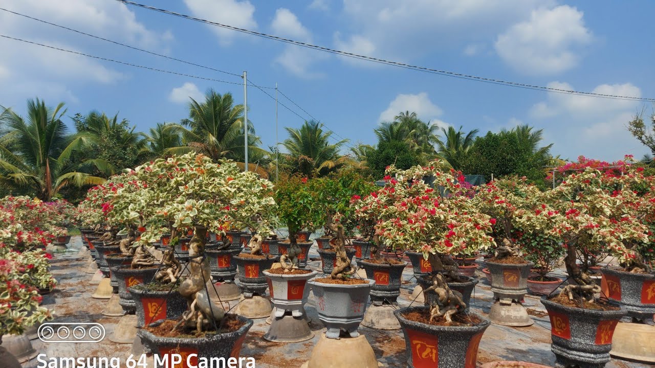Vườn hoa giấy siêu đẹp tại Cái Mơn. lh; 0906792105