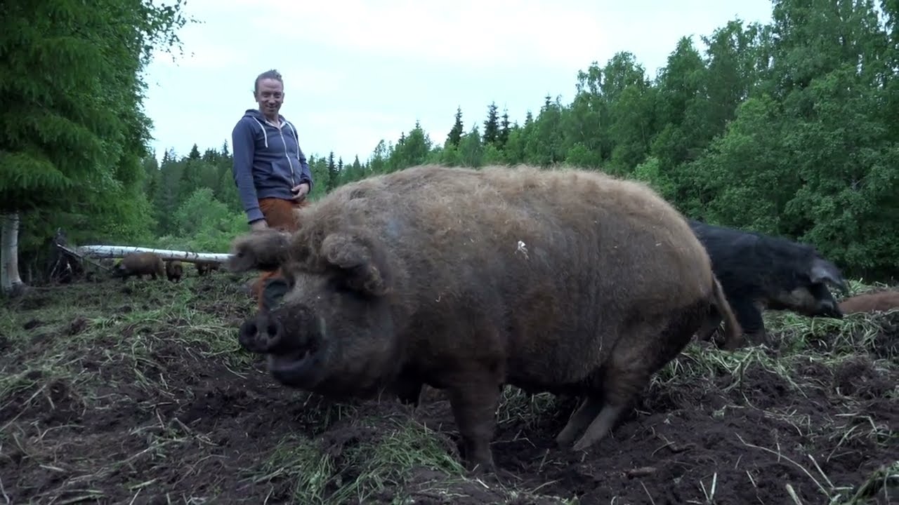 Pientila Holck, Mangalitza, Kiihtelysvaara.