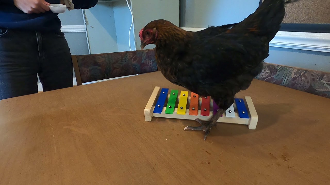 Chicken Playing a Xylophone [Student Excellence]