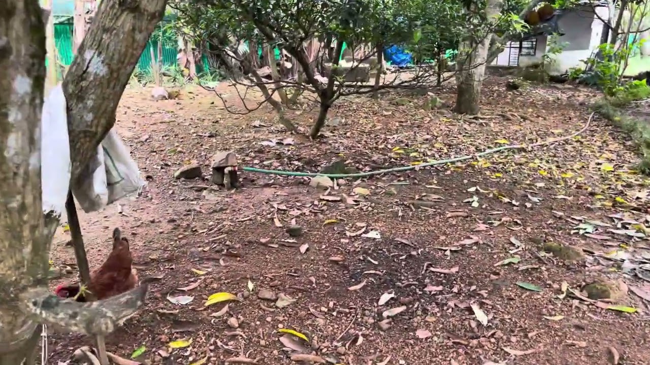 Backyard animals in Pulicunno