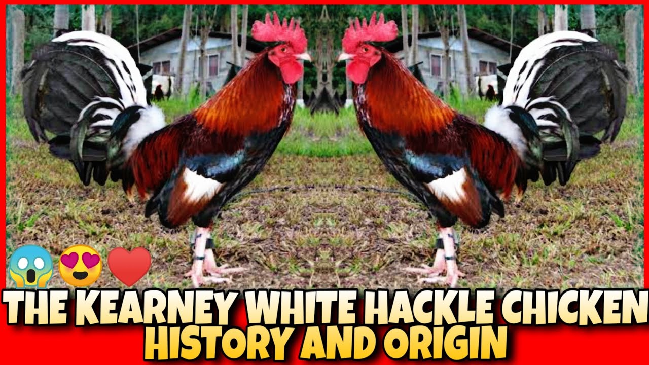 THE HISTORY AND ORIGIN OF KEARNEY WHITE HACKLE CHICKEN.