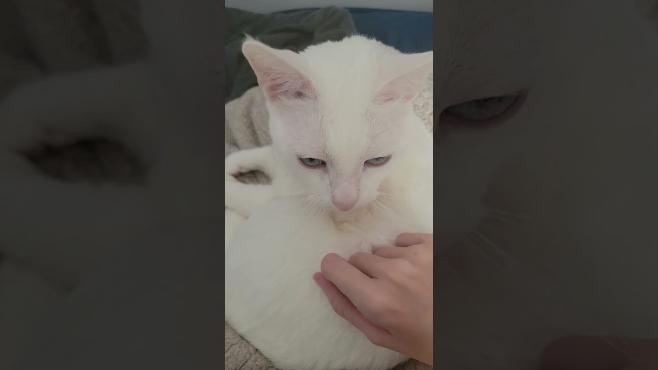 Mochi tried to steal my nuggets!