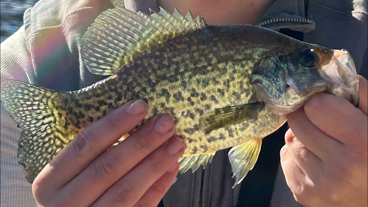Winter Crappie on a Jig down the river