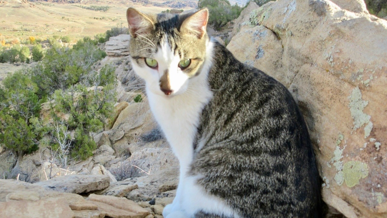 Our Cute Cats #378 - With Grashak The Cat on Rocky Trails | Our Morning Walks
