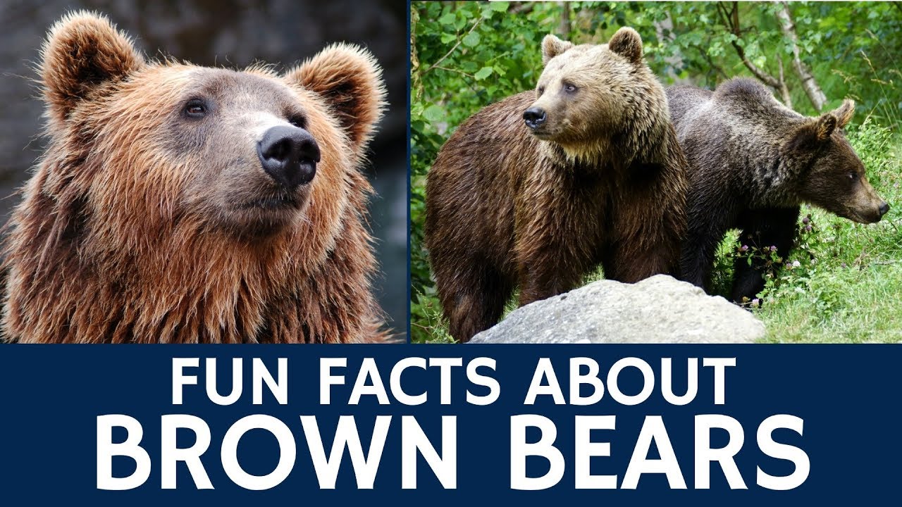 Interesting Brown Bear Facts &ndash; Documentary Video for e-Learning and Education