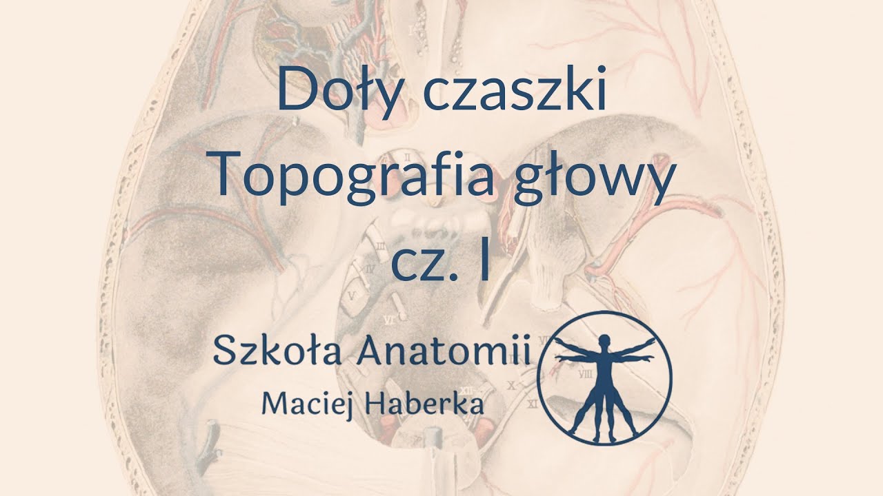 Doły czaszki i topografia głowy cz. I (wstęp)
