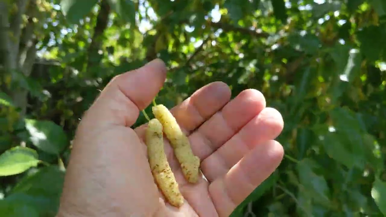 Pakistan White (Green Australian) mulberry