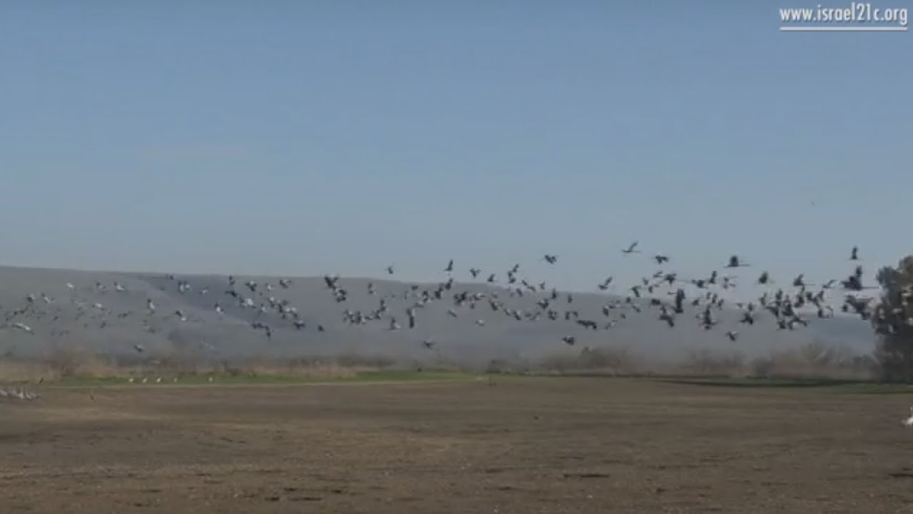 Israel's Bird Paradise