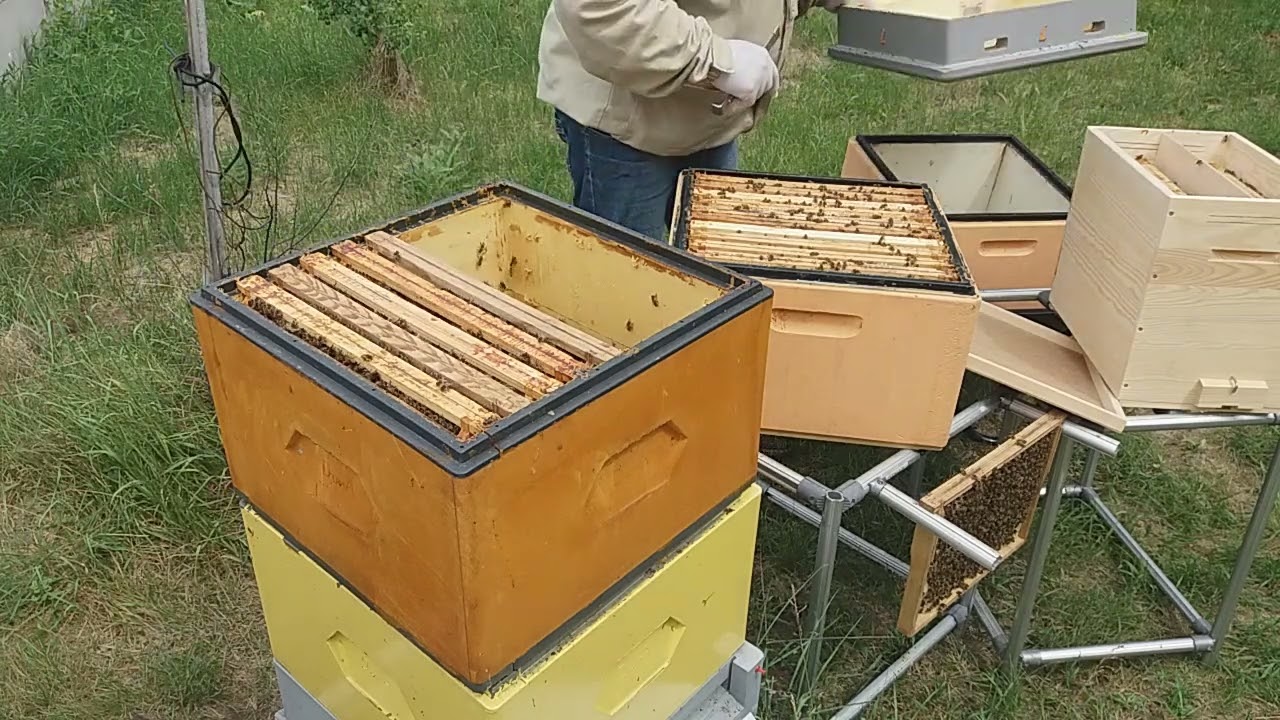 Miodobranie, połączone z przygotowaniem rodziny do wymiany matki ...2024.05.25